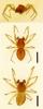 Nigma puella